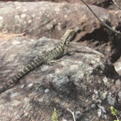 Intellagama lesueurii lesueurii (Eastern Water Dragon) at Darkes Forest, NSW - 29 Sep 2025 by mahargiani