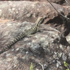 Intellagama lesueurii lesueurii (Eastern Water Dragon) at Darkes Forest, NSW - 29 Sep 2025 by mahargiani