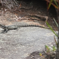 Intellagama lesueurii lesueurii at Darkes Forest, NSW - 29 Sep 2025 11:39 AM