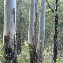 Unverified Gum Tree at Shannondale, NSW - 30 Sep 2025 by PEdwards