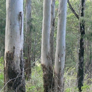 Unverified Gum Tree at Shannondale, NSW - 30 Sep 2025 by PEdwards