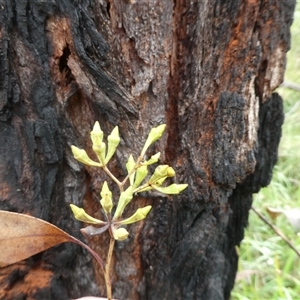 Unverified Gum Tree at Shannondale, NSW - 27 Nov 2024 by PEdwards