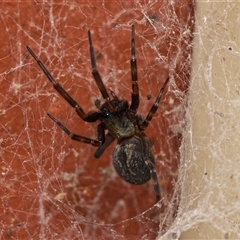 Badumna insignis (Black House Spider) at Downer, ACT - 1 Oct 2025 by RobertD