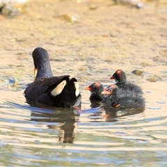 Gallinula tenebrosa (Dusky Moorhen) at Saint Lucia, QLD - 2 Oct 2025 by DAdeGroot