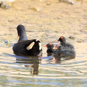 Gallinula tenebrosa (Dusky Moorhen) at Saint Lucia, QLD - 2 Oct 2025 by DAdeGroot