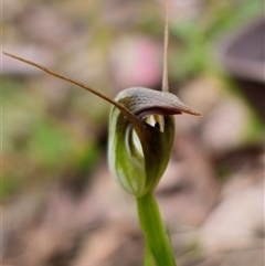 Pterostylis pedunculata (Maroonhood) at Jingera, NSW - 2 Oct 2025 by Csteele4