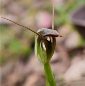 Pterostylis pedunculata (Maroonhood) by Csteele4