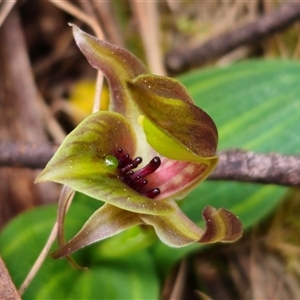 Chiloglottis sp. aff. jeanesii at suppressed - suppressed