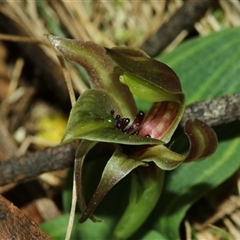 Chiloglottis sp. aff. jeanesii at suppressed - suppressed