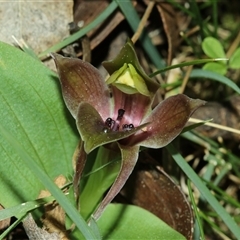Chiloglottis sp. aff. jeanesii at suppressed - suppressed