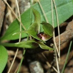 Chiloglottis sp. aff. jeanesii at suppressed - suppressed