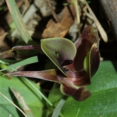 Chiloglottis sp. aff. jeanesii at suppressed - suppressed