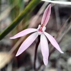 Caladenia fuscata (Dusky Fingers) at Wamboin, NSW - 28 Sep 2025 by Zoed