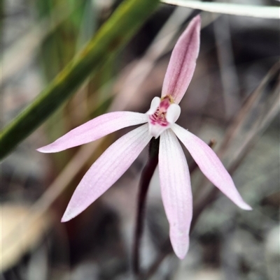 Caladenia fuscata (Dusky Fingers) at Wamboin, NSW - 28 Sep 2025 by Zoed