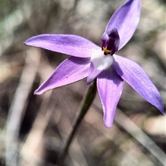 Glossodia major (Wax Lip Orchid) at Oaks Estate, ACT - 28 Sep 2025 by Zoed