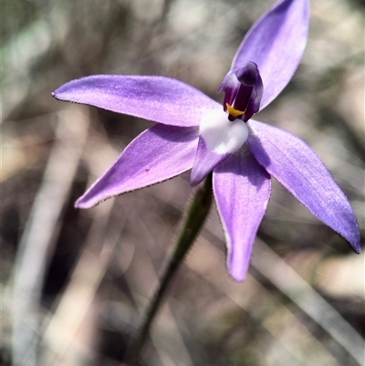 Glossodia major (Wax Lip Orchid) at Oaks Estate, ACT - 28 Sep 2025 by Zoed