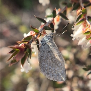 Zizina otis (Common Grass-Blue) by clarehoneydove
