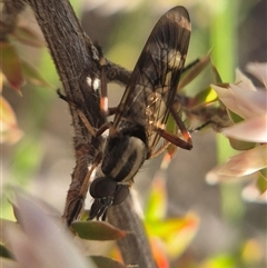 Therevidae (family) (Unidentified stiletto fly) at Bungendore, NSW - 2 Oct 2025 by clarehoneydove