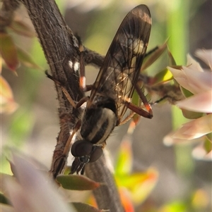Therevidae (family) (Unidentified stiletto fly) at Bungendore, NSW - 2 Oct 2025 by clarehoneydove
