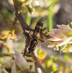 Therevidae (family) at Bungendore, NSW - suppressed