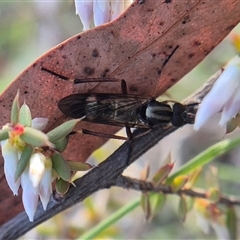 Therevidae (family) at Bungendore, NSW - suppressed