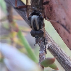Therevidae (family) at Bungendore, NSW - suppressed
