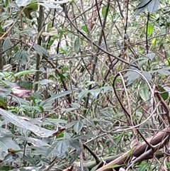 Symposiachrus trivirgatus (Australian Spectacled Monarch) at Pappinbarra, NSW - 2 Oct 2025 by AngFrost