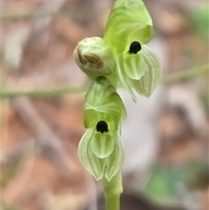 Hymenochilus bicolor (ACT) = Pterostylis bicolor (NSW) (Black-tip Greenhood) at Watson, ACT - 2 Oct 2025 by HappyWanderer