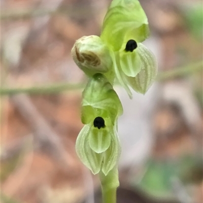 Hymenochilus bicolor (ACT) = Pterostylis bicolor (NSW) (Black-tip Greenhood) at Watson, ACT - 2 Oct 2025 by HappyWanderer