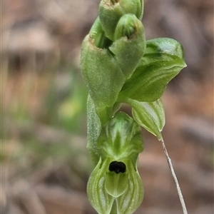 Hymenochilus bicolor (ACT) = Pterostylis bicolor (NSW) (Black-tip Greenhood) by HappyWanderer