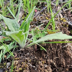 Plantago varia (Native Plaintain) at Hawker, ACT - 28 Sep 2025 by sangio7