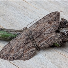 Ectropis excursaria (Common Bark Moth) at Franklin, ACT - 3 Oct 2025 by chriselidie