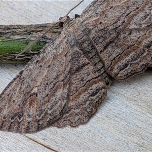 Ectropis excursaria at Franklin, ACT - suppressed