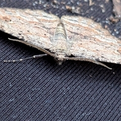 Ectropis excursaria at Franklin, ACT - suppressed