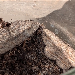 Ectropis excursaria at Franklin, ACT - suppressed