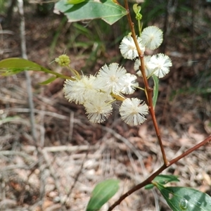 Acacia melanoxylon at Royal National Park, NSW - 29 Sep 2025 by mahargiani