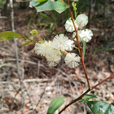 Acacia melanoxylon at Royal National Park, NSW - 29 Sep 2025 by mahargiani