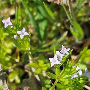 Sherardia arvensis at Hawker, ACT - 28 Sep 2025 by sangio7