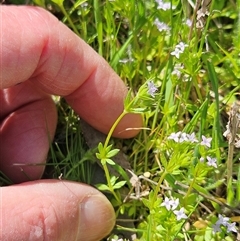 Sherardia arvensis at Hawker, ACT - 28 Sep 2025 10:33 AM