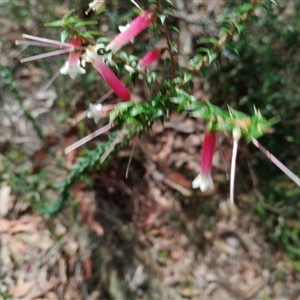 Epacris microphylla at Royal National Park, NSW - 29 Sep 2025 by mahargiani