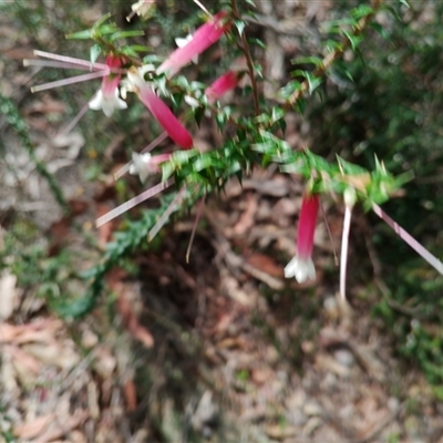 Epacris microphylla at Royal National Park, NSW - 29 Sep 2025 by mahargiani