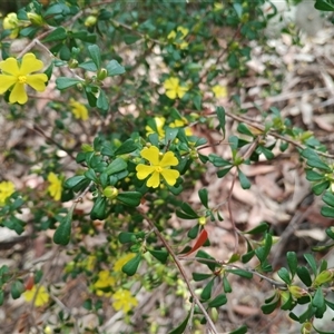 Hibbertia sp. at Royal National Park, NSW - 29 Sep 2025 by mahargiani