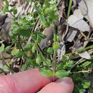 Cerastium vulgare at Hawker, ACT - 28 Sep 2025 by sangio7