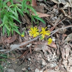 Senecio madagascariensis at Royal National Park, NSW - 29 Sep 2025 by mahargiani