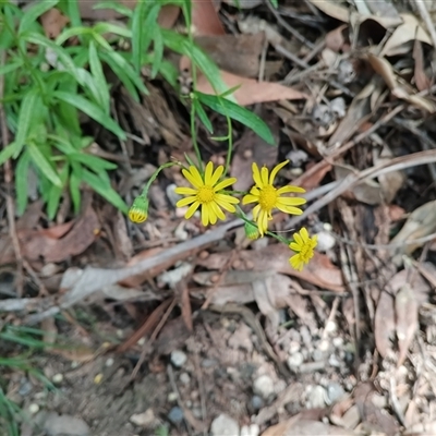 Senecio madagascariensis at Royal National Park, NSW - 29 Sep 2025 by mahargiani