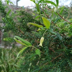Billardiera scandens (Hairy Apple Berry) at Otford, NSW - 29 Sep 2025 by mahargiani