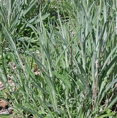 Senecio quadridentatus (Cotton Fireweed) at Hawker, ACT - 28 Sep 2025 by sangio7