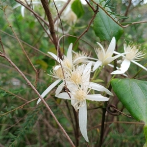 Clematis aristata (Mountain Clematis) at Otford, NSW - 29 Sep 2025 by mahargiani