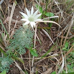 Actinotus helianthi (Flannel Flower) at Otford, NSW - 29 Sep 2025 by mahargiani
