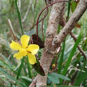 Hibbertia dentata (Twining Guinea Flower) at Otford, NSW - 29 Sep 2025 by mahargiani